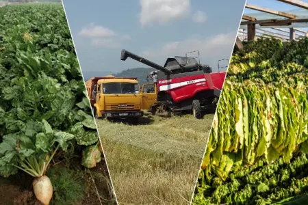 Bu il 504 istehsalçı tərəfindən 4038 hektar sahədə çəltik əkilib