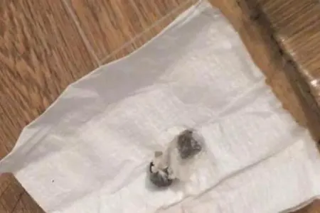 Həbsdə olan oğluna heroin aparan ata saxlanıldı