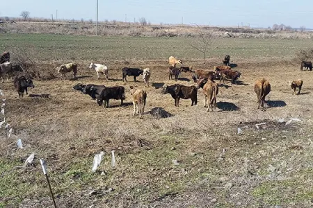 Qəbiristanlıqda mal-qara otardığı üçün güllələndi