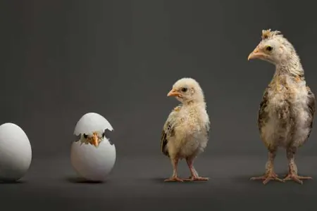 “Toyuq birinci yaranıb, yoxsa yumurta” - sualına CAVAB TAPILDI