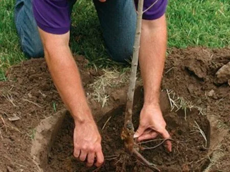 Meşəcinsli ağaclar necə əkilməlidir? - FOTO