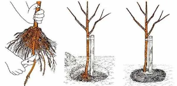 Meşəcinsli ağaclar necə əkilməlidir? - FOTO
