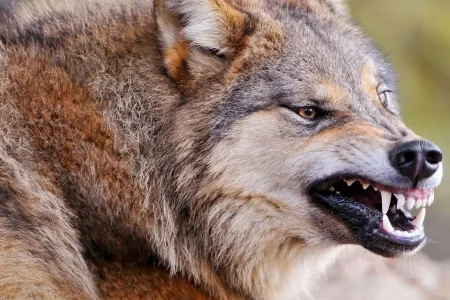 Yırtıcı heyvanların kəndlərə hücumu ilə bağlı - RƏSMİ AÇIQLAMA