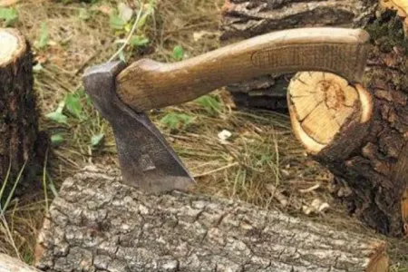 Ağac kəsdiyi üçün...