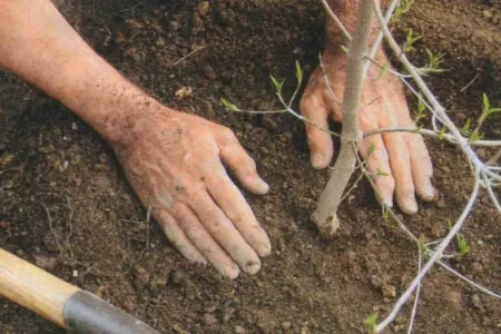 Ağacların əkin vaxtı və qaydaları - FOTO
