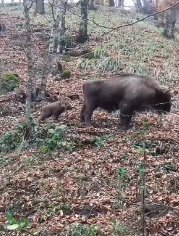 Şahdağ Milli Parkında zubr balası - dünyaya gəldi - FOTO-VİDEO