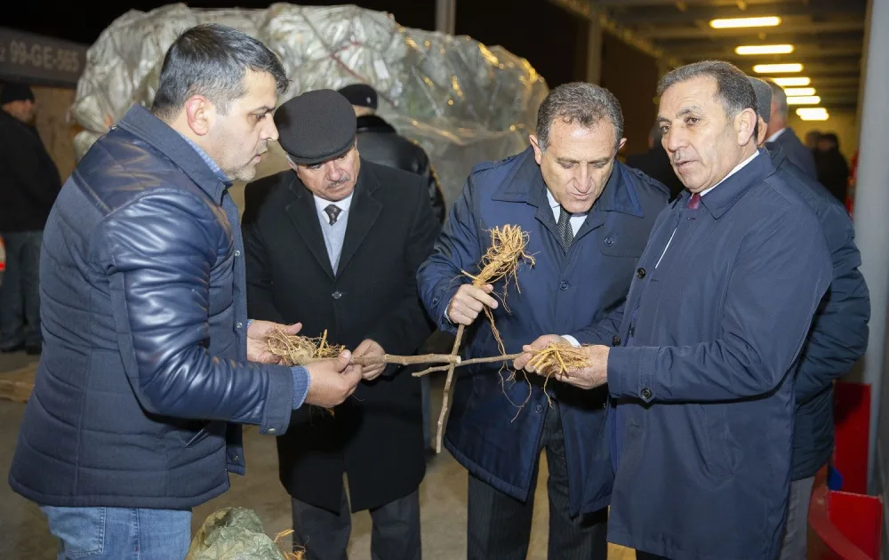 Çindən Azərbaycana 1 milyon ədəd tut tingi gətirilib - FOTOLAR