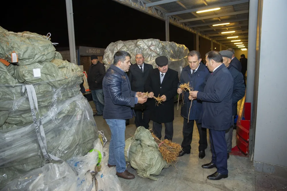 Çindən Azərbaycana 1 milyon ədəd tut tingi gətirilib - FOTOLAR
