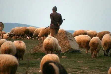 Saatlıda çoban güllələnərək qətlə yetirilib