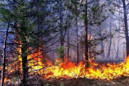 Şəkidə meşədə yanğın olub
