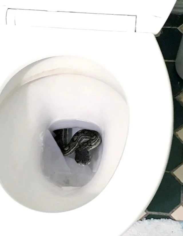 Unitazın qapağını açıb - HƏYATININ ŞOKUNU YAŞADI - VİDEO