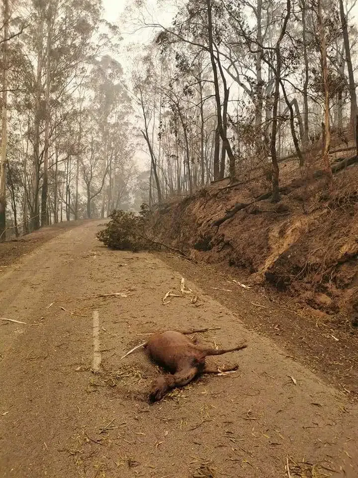 Yarım milyard heyvanın öldüyü, 6 milyon hektar meşənin yandığı - AVSTRALİYADAN FOTOLAR