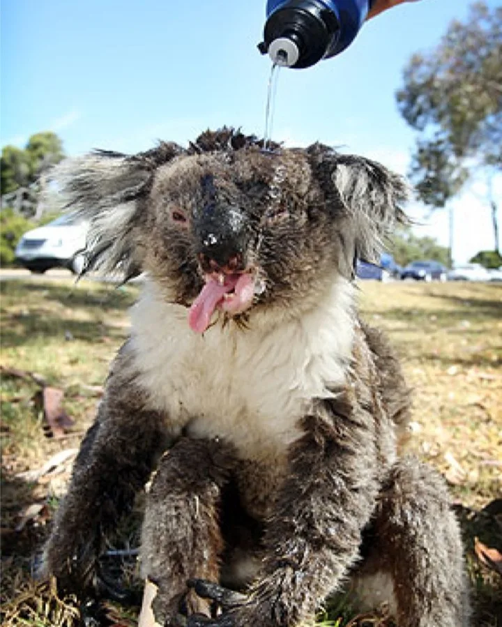 Yarım milyard heyvanın öldüyü, 6 milyon hektar meşənin yandığı - AVSTRALİYADAN FOTOLAR