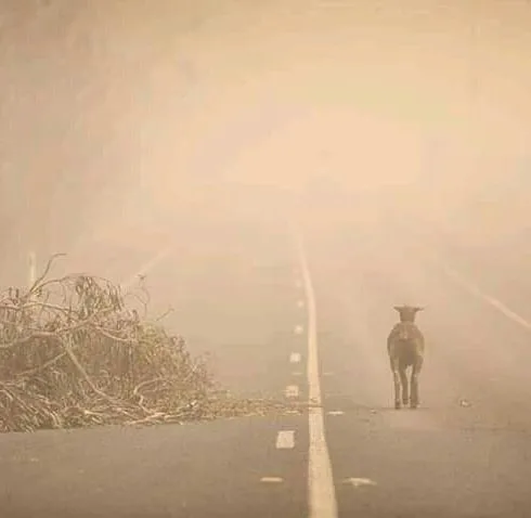 Yarım milyard heyvanın öldüyü, 6 milyon hektar meşənin yandığı - AVSTRALİYADAN FOTOLAR