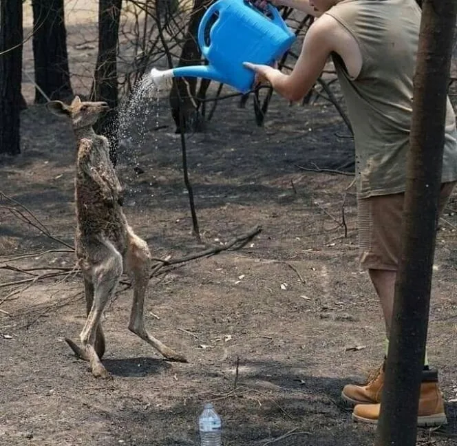 Yarım milyard heyvanın öldüyü, 6 milyon hektar meşənin yandığı - AVSTRALİYADAN FOTOLAR