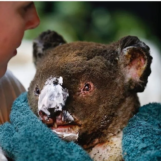 Yarım milyard heyvanın öldüyü, 6 milyon hektar meşənin yandığı - AVSTRALİYADAN FOTOLAR