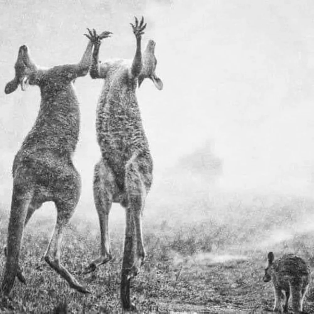 Yarım milyard heyvanın öldüyü, 6 milyon hektar meşənin yandığı - AVSTRALİYADAN FOTOLAR