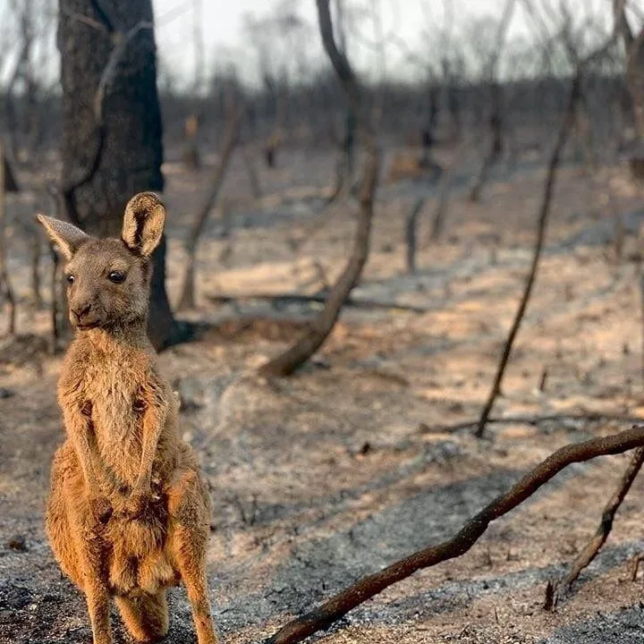 Yarım milyard heyvanın öldüyü, 6 milyon hektar meşənin yandığı - AVSTRALİYADAN FOTOLAR