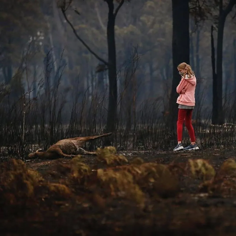 Yarım milyard heyvanın öldüyü, 6 milyon hektar meşənin yandığı - AVSTRALİYADAN FOTOLAR
