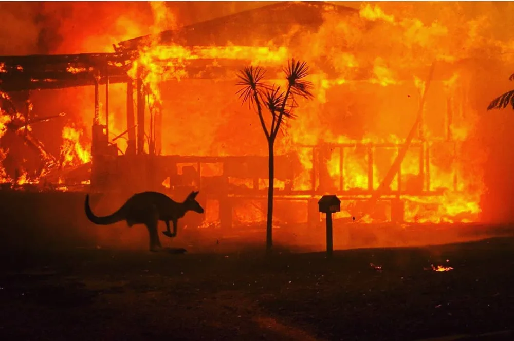 Yarım milyard heyvanın öldüyü, 6 milyon hektar meşənin yandığı - AVSTRALİYADAN FOTOLAR