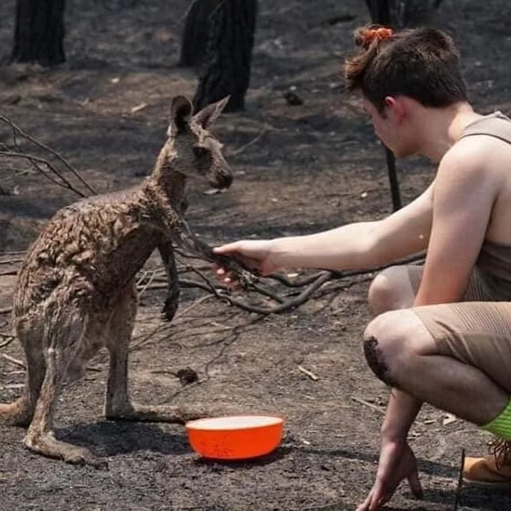 Yarım milyard heyvanın öldüyü, 6 milyon hektar meşənin yandığı - AVSTRALİYADAN FOTOLAR