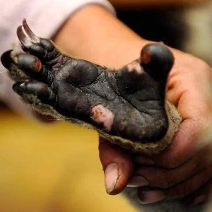 Yarım milyard heyvanın öldüyü, 6 milyon hektar meşənin yandığı - AVSTRALİYADAN FOTOLAR