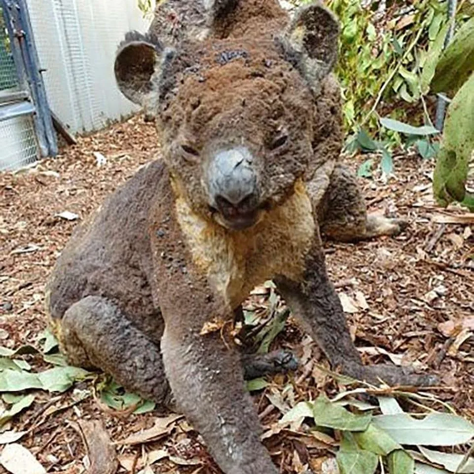Yarım milyard heyvanın öldüyü, 6 milyon hektar meşənin yandığı - AVSTRALİYADAN FOTOLAR