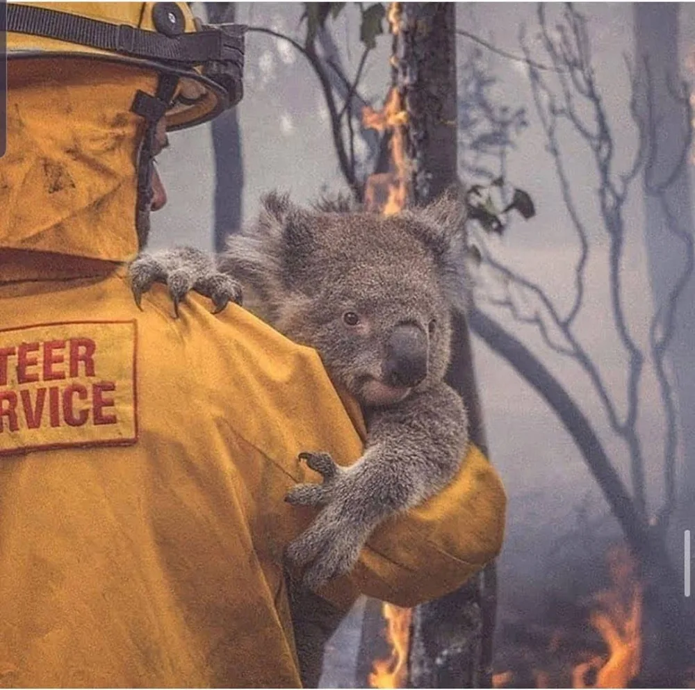Yarım milyard heyvanın öldüyü, 6 milyon hektar meşənin yandığı - AVSTRALİYADAN FOTOLAR