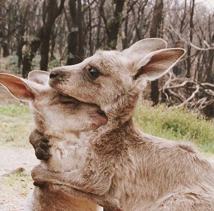 Yarım milyard heyvanın öldüyü, 6 milyon hektar meşənin yandığı - AVSTRALİYADAN FOTOLAR