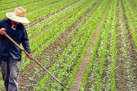 “Kənd təsərrüfatı məhsulları istehsalının subsidiyalaşdırılması” Qaydası yanvarın 1-dən - QÜVVƏYƏ MİNDİ