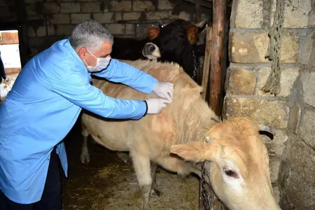 5 halda aşkarlanan qarayara ilə bağlı ÜHST-ya - BİLDİRİŞ GÖNDƏRİLİB