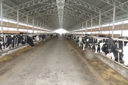 Azərbaycanın 3 şəhərində 1371 heyvandarlıq təsərrüfatının reyestri tərtib edildi