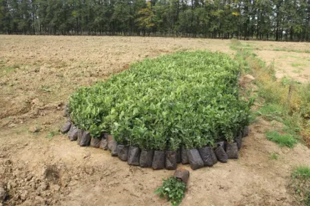 Masallıda yeni çay plantasiyaları - SALINDI
