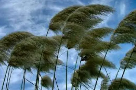 Hava küləkli OLACAQ