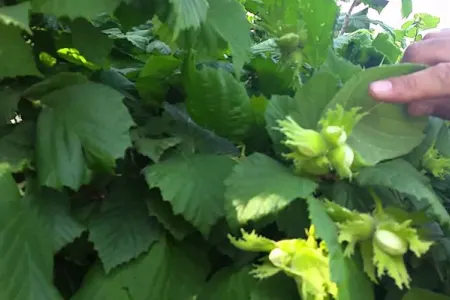 Azərbaycan İsveçrəyə fındıq ixrac edəcək