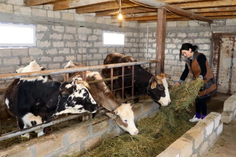 Cocuq Mərcanlıda 25 ailə öz biznesinə - BAŞLADI - FOTO