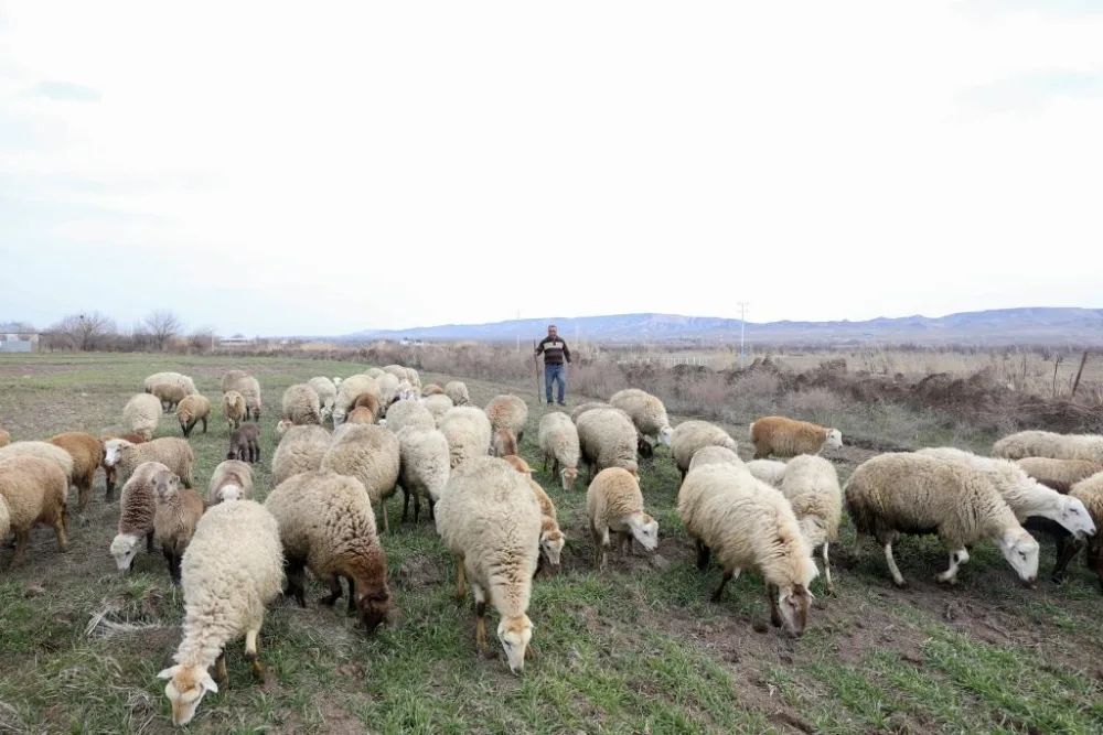 Cocuq Mərcanlıda 25 ailə öz biznesinə - BAŞLADI - FOTO