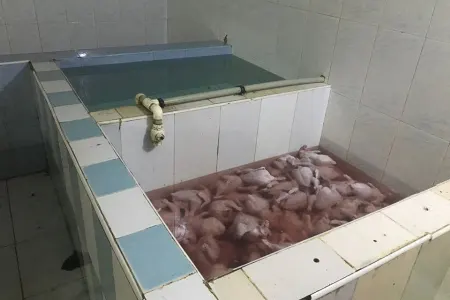 Maştağada quş kəsimi sexi bağlandı - FOTO