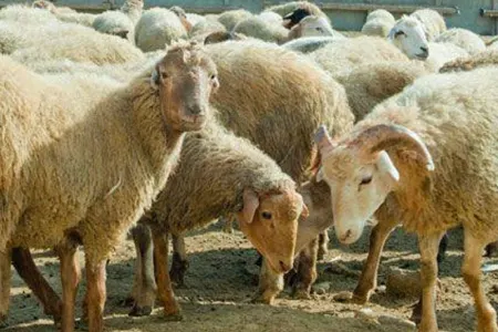 Qaxda xırdabuynuzlu heyvanları oğurlayan şəxs - SAXLANILDI