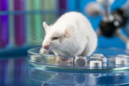 Koronavirus vaksininin sınaqlarına - BAŞLANILDI