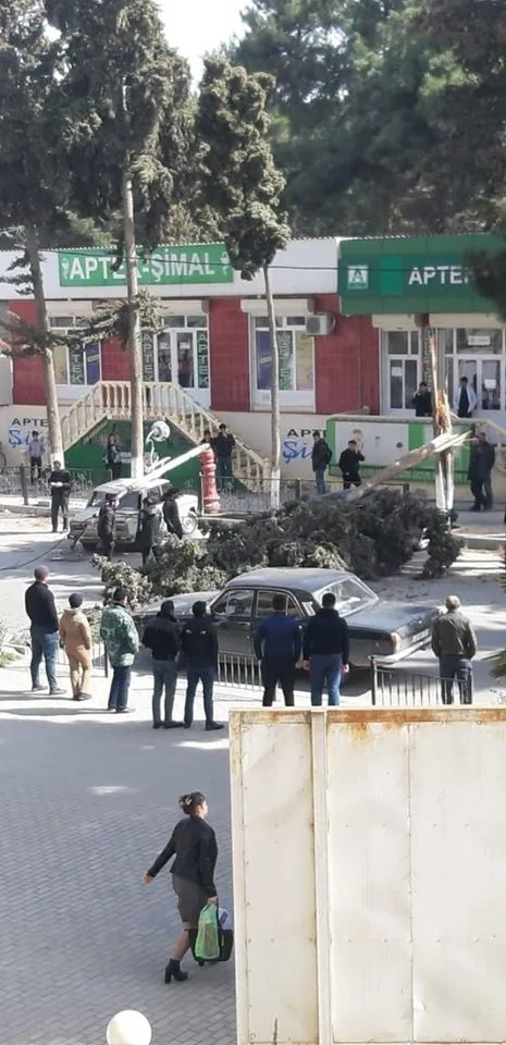 Azərbaycanda ağac avtomobillərin üstünə aşdı - – FOTO