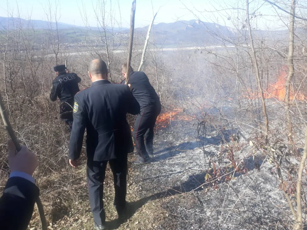 Qubada meşə sahəsi - YANDI - FOTO