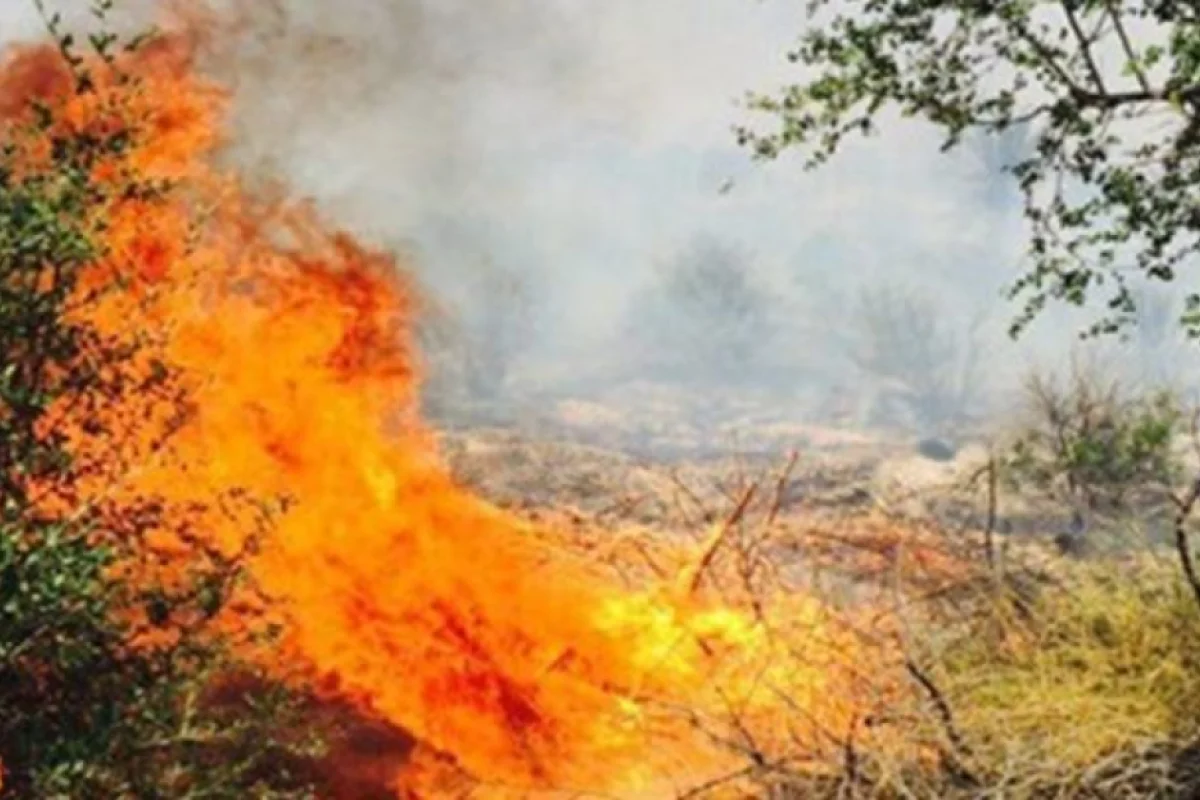 Oğuzda 3 ha sahədə yanğın - yanğınsöndürənlər - CƏLB EDILIB