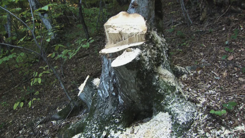 DİN Qəbələdə əməliyyat keçirdi: Nazirlik rəsmisinin dəstəsi... - FOTOLAR