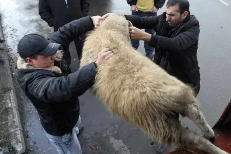 İsmayıllıda qoyun oğurlayan şəxslər - TUTULDU
