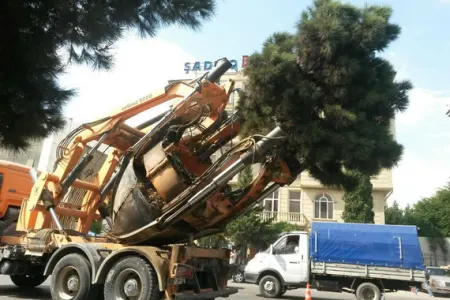 Yeni tikintiyə görə layihə altına düşən ağaclar köçürüldü
