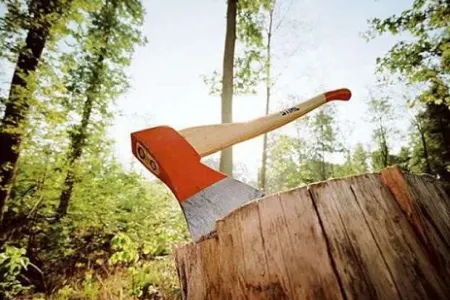 Oğuzda ağac kəsən şəxs - CƏZALANDIRILDI