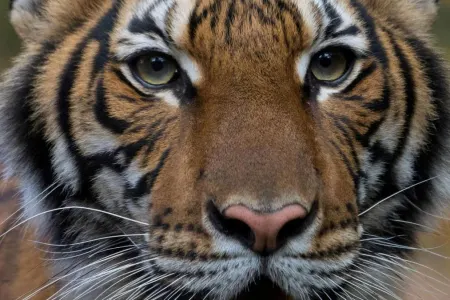 Zoopark işçisi pələngi - KORONAVİRUSA YOLUXDURDU - FOTO