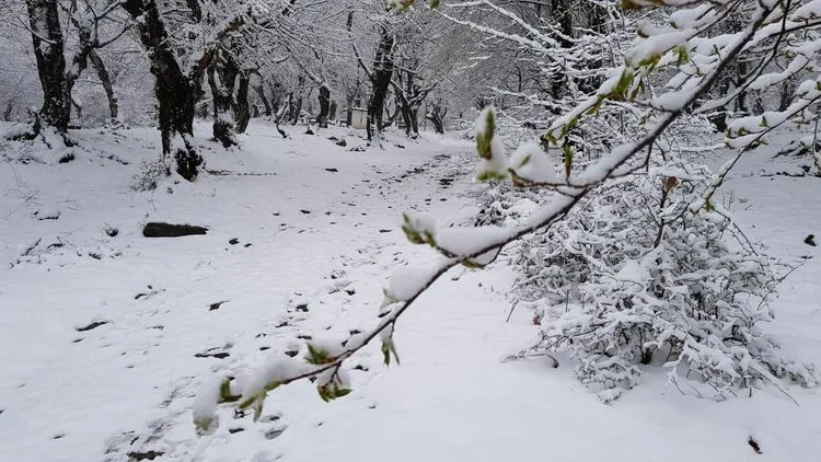 Qəbələyə 15 sm qar yağıb - FOTO