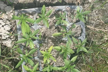 Göyçay sakininin həyətində narkotik aşkarlandı